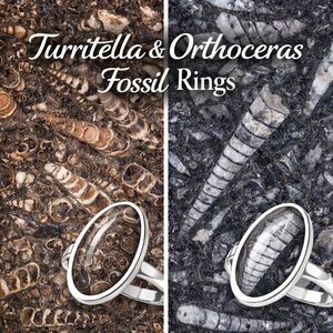 Turritella and Orthoceras Fossil Rings